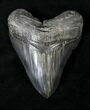Collector Quality Megalodon Tooth - Sharp Serrations #19387-1